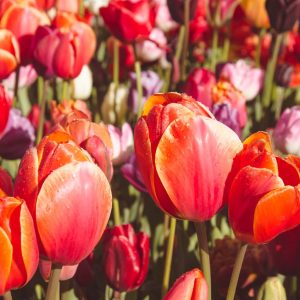 Fioritura dei tulipani in Olanda. Visit Keukenhof 01 - thestylelovers.com