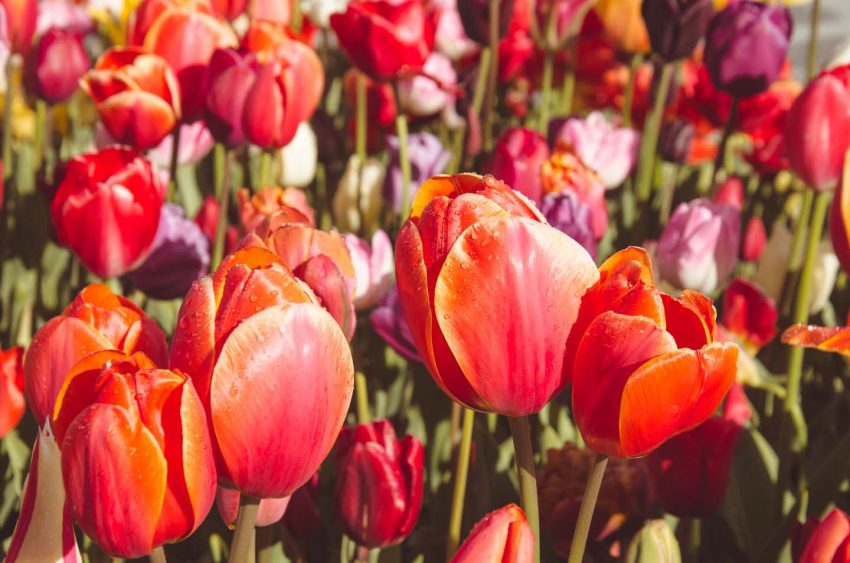 Fioritura dei tulipani in Olanda. Visit Keukenhof 01 - thestylelovers.com