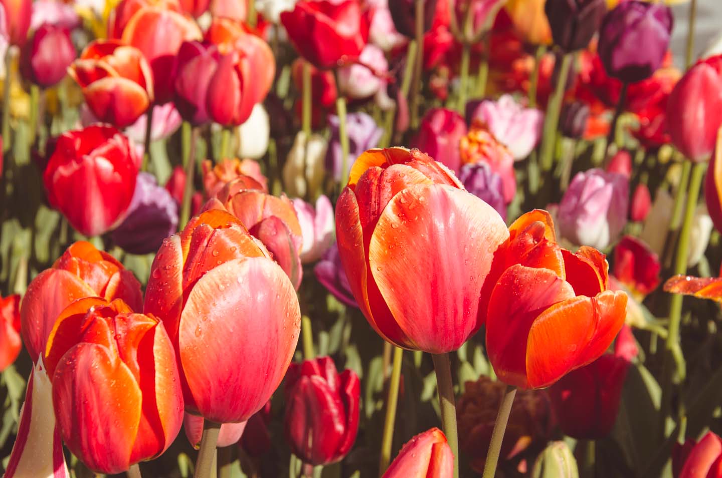 Fioritura dei tulipani in Olanda. Visit Keukenhof 01 - thestylelovers.com