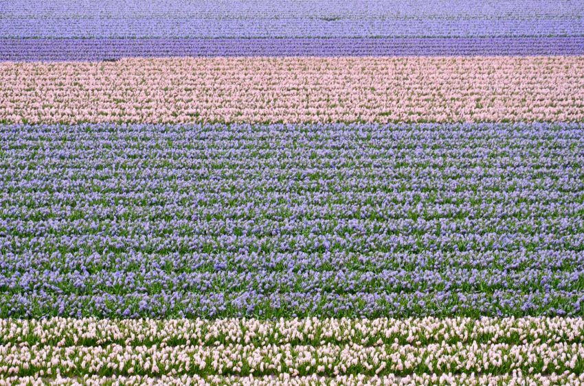 Fioritura dei tulipani in Olanda. Visit Keukenhof 02 - thestylelovers.com
