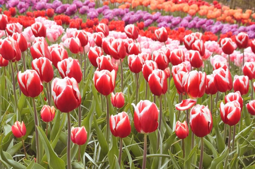 Fioritura dei tulipani in Olanda. Visit Keukenhof 01 - thestylelovers.com