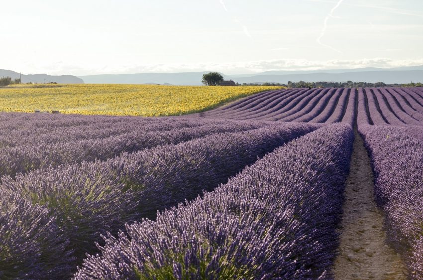 Itinerario della lavanda in Provenza - Valensole girasoli - thestylelovers.com