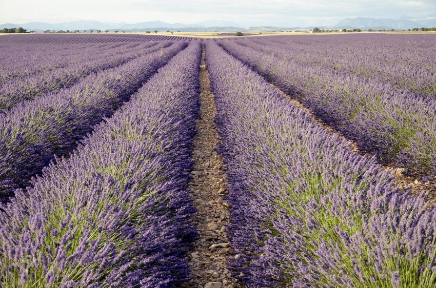 Itinerario della lavanda in Provenza - thestylelovers.com