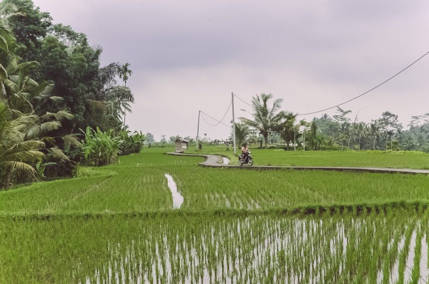 Ubud-yoga-Bali-paesaggi-risaie-rice-fields-thestylelovers