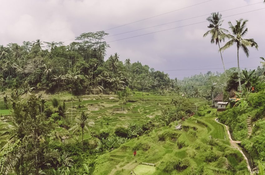 Ubud-yoga-arte-e-cucina-nel-cuore-di-Bali-risaie-più-belle-thestylelovers