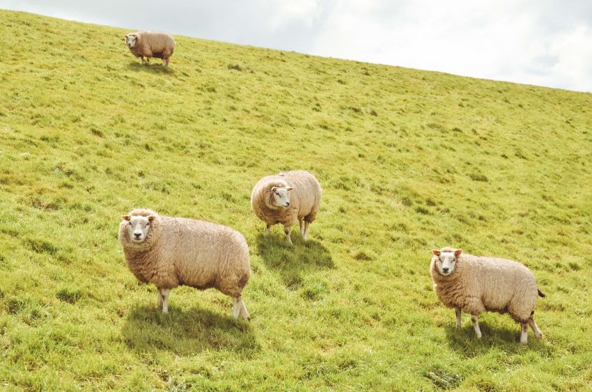 Visitare Texel in Olanda - pecoreTexel - thestylelovers.com